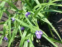 Dreiklangblume.webp