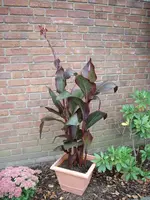 IMGP1580.webp