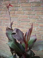 IMGP1581.webp