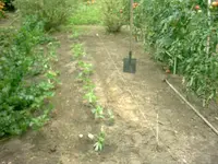 05.09.2009 Erdbeerpflanzung.webp