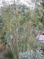 IMAG0042.webp