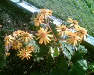 Bild014.webp