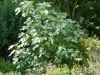 P1020032 (2).webp