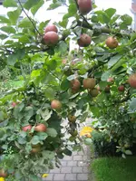 IMG_0228 B.webp