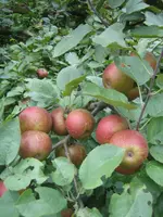 IMG_0226 B.webp