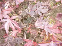 JD500365.webp