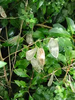 unbekannte Pflanze.webp