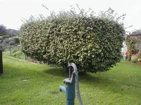 Bild 045.webp