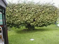 Bild 046.webp