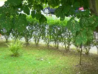 CIMG1839.webp