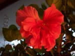 hibiskus1492_800x600.jpg