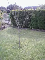 Garten 2008 042.webp