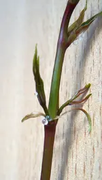 blume2.webp