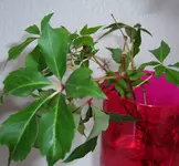blume3.webp