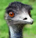 emu.webp