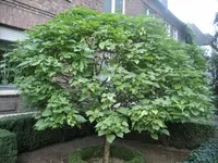 baum.webp