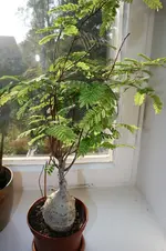 Mimose2.webp