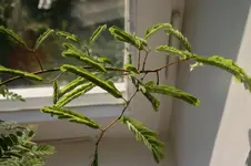 Mimose3.webp