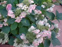Garten im September 004.webp