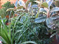 Garten im September 005.webp