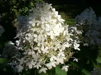 Garten im September 016.webp