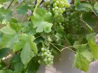Garten im September 015.webp