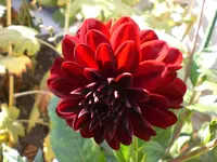Garten im September 021.webp