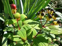 Garten im September 025.webp