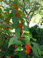 Garten im September 029.webp