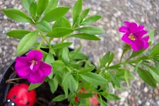 pinkv.webp