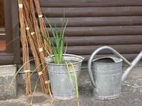 Garten im September2 016.webp