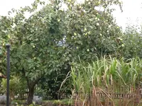 Garten im September2 014.webp