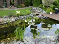 Gartenteich 007.webp