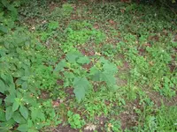 IMG_0386.webp