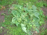IMG_0387.webp