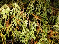 garten 015.webp