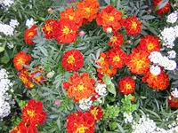 DSCN0442.webp
