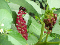 100_0917.webp