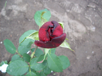 100_0928.webp