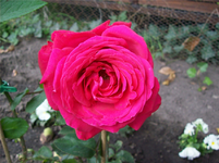 100_0931.webp