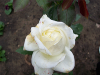 100_0927.webp