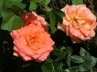 Rose.webp