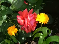2008_0721Kakteen0026.webp