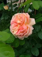 2008_0616Blumen0047.webp