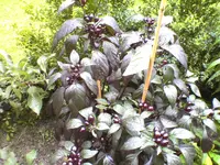 DSC00379.webp