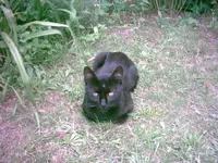 Kater Siegfried.webp