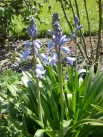 Garten05-2008-29.webp