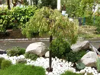 garten 018.webp