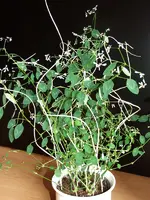 DSCF0905.webp