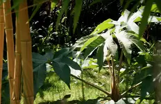 FK2008.09.08.003 Tetrapanax klein.webp